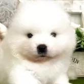 サモエド