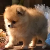 ポメラニアン【岐阜県・女の子・2025年8月14日・オレンジ】の写真2