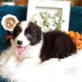 ボーダーコリー【岐阜県・女の子・2025年6月8日・ブラック&ホワイト】の写真2