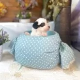 タイニープードル【岐阜県・男の子・2025年10月18日・シルバー&ホワイト】の写真2