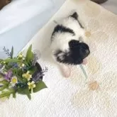 タイニープードル【岐阜県・女の子・2025年10月18日・シルバー&ホワイト】の写真2