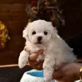 ビションフリーゼ【岐阜県・男の子・2025年10月2日・ホワイト】の写真2