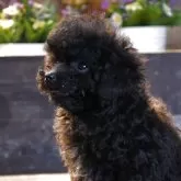 ティーカッププードル【岐阜県・男の子・2025年7月20日・ブラック】の写真2