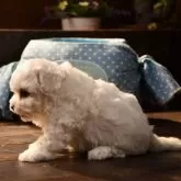 ビションフリーゼ【岐阜県・男の子・2025年10月2日・ホワイト】の写真3