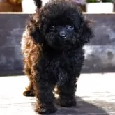 ティーカッププードル【岐阜県・男の子・2025年7月20日・ブラック】の写真4