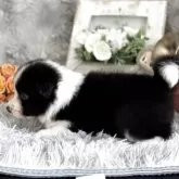 ボーダーコリー【岐阜県・男の子・2025年8月5日・ブラック&ホワイト】の写真5