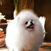 ポメラニアン【岐阜県・女の子・2025年6月9日・ホワイト】の写真6