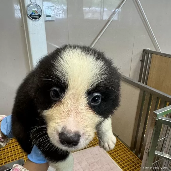 ID:2407-02568の子犬