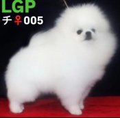 ポメラニアン【・女の子・2022年3月15日・WHITE】