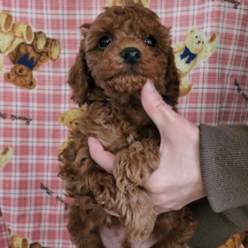 トイプードル(トイ)【東京都・男の子・2023年1月1日・レッド】の写真「明るく元気な甘えん坊でフレンドリー」