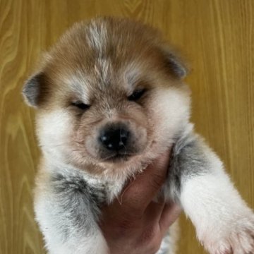 秋田犬【愛知県・男の子・2023年1月3日・赤】の写真「赤毛短毛の男の子」