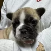 フレンチブルドッグ【愛知県・女の子・2024年1月13日・フォーンパイド】の写真1