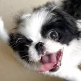 狆(チン)
