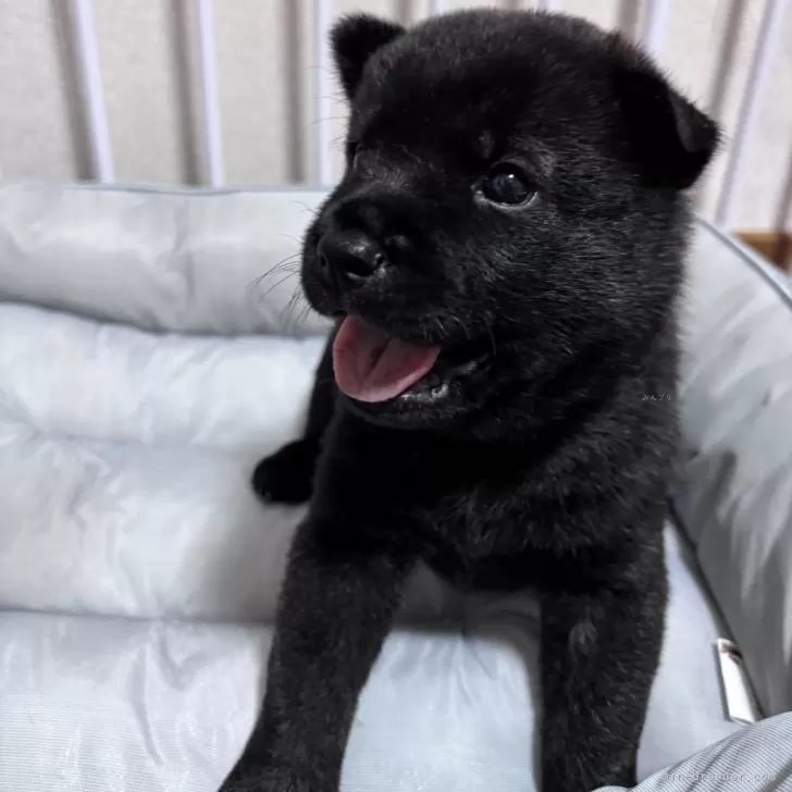 ID:2408-04872の子犬