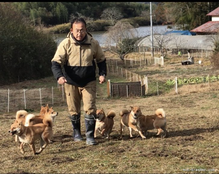 木幡　勝美(こはた　かつみ)ブリーダー(宮城県・柴犬など・JKC/日本犬保存会/KC登録)の紹介写真1