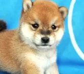 柴犬(標準サイズ)【宮城県・女の子・2025年8月10日・赤】の写真7