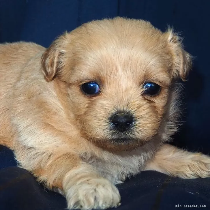 ID：2501-07860の子犬