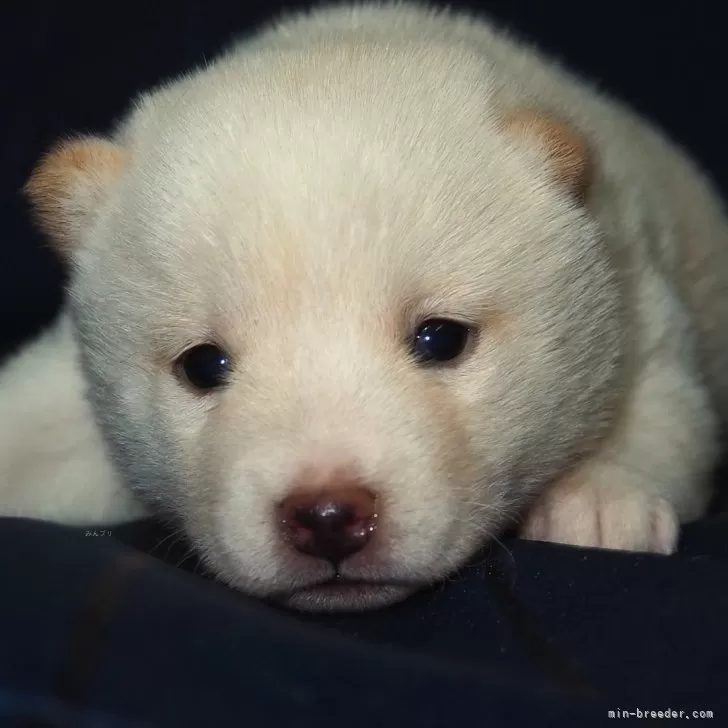ID:2501-05684の子犬