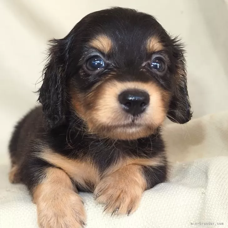 ハムッチ 様のお迎えした子犬