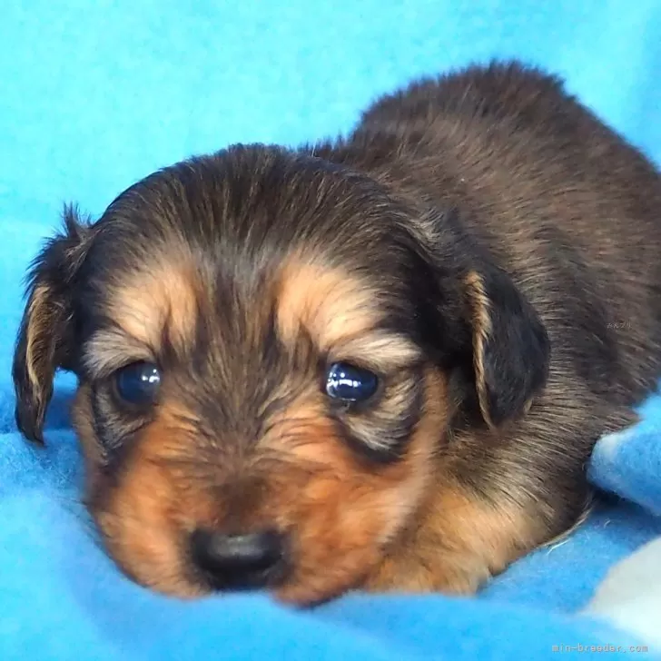 ID:2502-01931の子犬