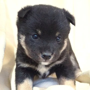 柴犬(豆柴)【宮城県・男の子・2025年9月6日・黒】の写真「健康でしっかりした体躯の大人しい性格。」