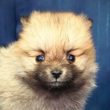 ポメラニアン【宮城県・男の子・2024年11月16日・オレンジ】の写真「おっとりタイプのおとなしい性格の様です。」