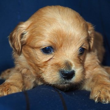 ペキプー(ペキニーズ×トイプードル)【宮城県・男の子・2024年12月10日・アプリコット】の写真「健康でしっかりした体躯の大人しい性格。」