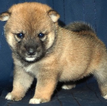 柴犬(標準サイズ)【宮城県・男の子・2025年8月10日・赤】の写真「おっとりタイプのおとなしい性格の様です。」