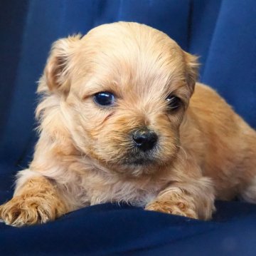 ペキプー(ペキニーズ×トイプードル)【宮城県・男の子・2024年12月10日・クリーム】の写真「健康でしっかりした体躯の大人しい性格。」