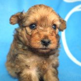 ポメックス(ダックスフンド×ポメラニアン)