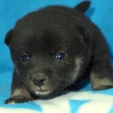 柴犬(豆柴)