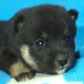 柴犬(豆柴)