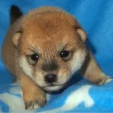 柴犬(標準サイズ)