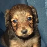 ミニチュアダックスフンド(ロング)【宮城県・男の子・2025年4月6日・レッド】の写真1「6/1現在体重約850gです。」