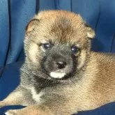 豆柴【宮城県・男の子・2025年5月30日・赤】の写真1「7/22現在体重約750ｇ。小さいながら精悍な容貌が頼もしいです。」