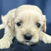 ペキプー(ペキニーズ×トイプードル)【宮城県・女の子・2025年7月10日・アプリコット】の写真1「9/2現在体重1000ｇ」