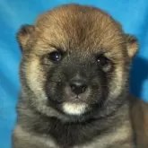 柴犬(標準サイズ)