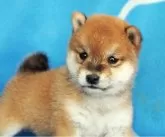 柴犬(標準サイズ)【宮城県・女の子・2025年8月10日・赤】の写真2