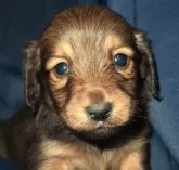 ミニチュアダックスフンド(ロング)【宮城県・男の子・2025年4月6日・レッド】の写真3