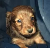 ミニチュアダックスフンド(ロング)【宮城県・男の子・2025年4月6日・レッド】の写真4