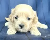 ペキプー(ペキニーズ×トイプードル)【宮城県・女の子・2025年7月10日・アプリコット】の写真6