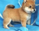 柴犬(標準サイズ)【宮城県・女の子・2025年8月10日・赤】の写真8