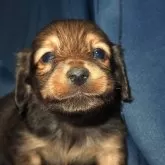 ミニチュアダックスフンド(ロング)【宮城県・男の子・2025年4月6日・レッド】の写真7