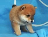 柴犬(標準サイズ)【宮城県・女の子・2025年8月10日・赤】の写真11