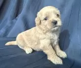 ペキプー(ペキニーズ×トイプードル)【宮城県・女の子・2025年7月10日・アプリコット】の写真9