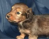 ミニチュアダックスフンド(ロング)【宮城県・男の子・2025年4月6日・レッド】の写真9