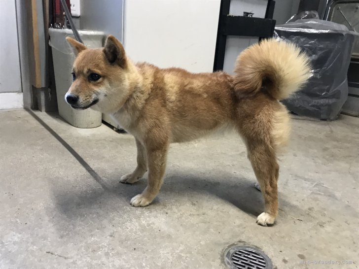 豆柴【・女の子・2021年5月30日・赤】「小ぶりで大人しく優しい母親です。」