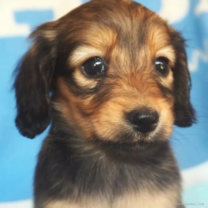 ID：2310-01597の子犬