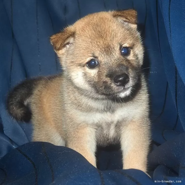 ID:2408-02168の子犬