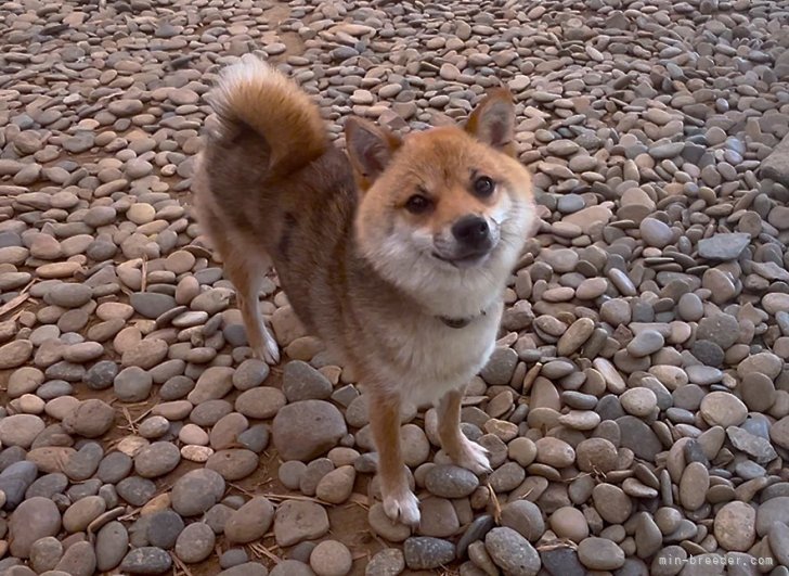 豆柴【・女の子・2023年12月14日・赤】